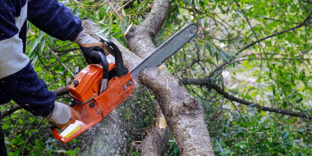 Affordable Tree Removal Without Compromising on Safety or Quality